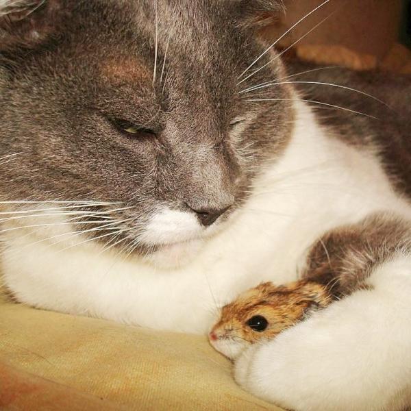 Sameksistens mellom katt og hamster