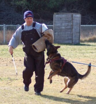 Schutzhund hundetrening