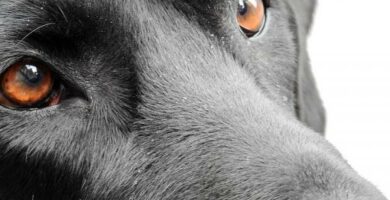 Seborrhea hos hunder arsaker og behandling