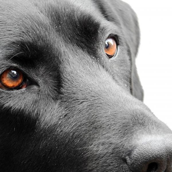 Seborrhea hos hunder arsaker og behandling