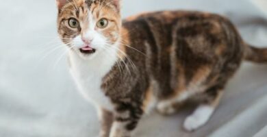 Separasjonsangst hos katter symptomer og behandling