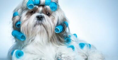 Shih tzu harpleie