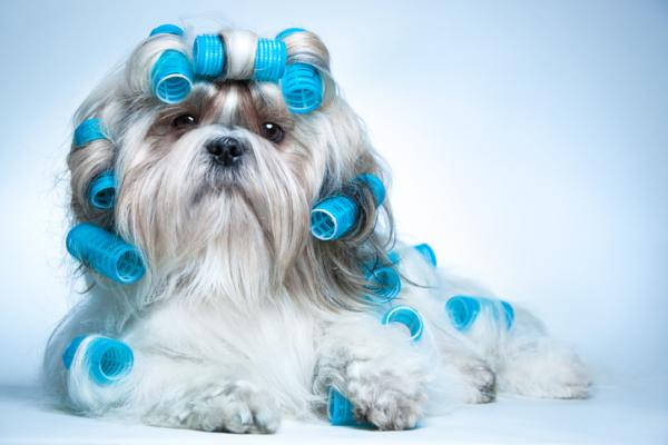 Shih tzu harpleie