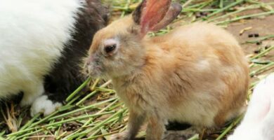 Skabb hos kaniner symptomer og behandling
