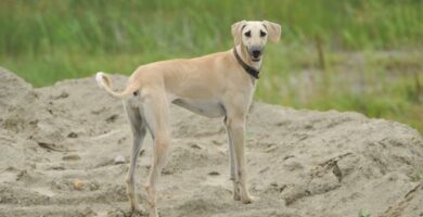 Sloughi eller arabisk sighthound