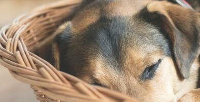 Smertestillende midler for hunder med leddgikt