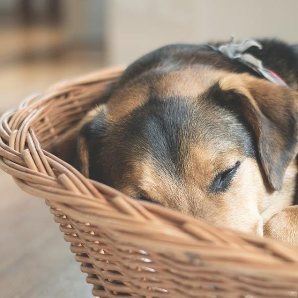 Smertestillende midler for hunder med leddgikt