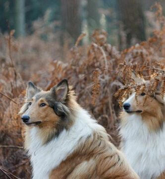 Sosialiser en voksen hund