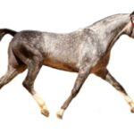 Spansk arabisk hest