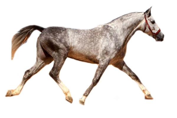 Spansk arabisk hest