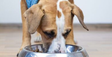 Spirulina for hunder Fordeler og dosering