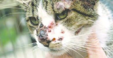 Sporotrichose hos katter arsaker symptomer og behandling