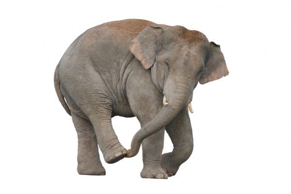 Sri Lankas elefant