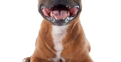 Staffordshire bullterrier