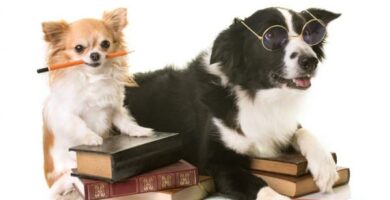 Stanley Corens liste over de smarteste hundene