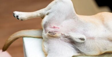Sterilisering av hunder Pris og restitusjon