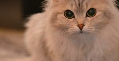 Stomatitt hos katter symptomer og behandling