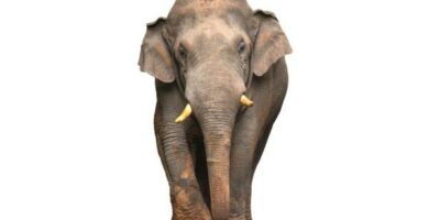 Sumatra elefant