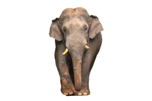 Sumatra elefant