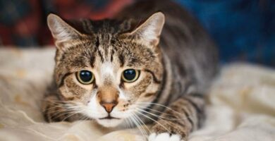 Sykdommer overfort av katter og deres symptomer