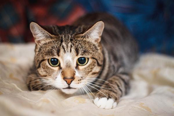 Sykdommer overfort av katter og deres symptomer