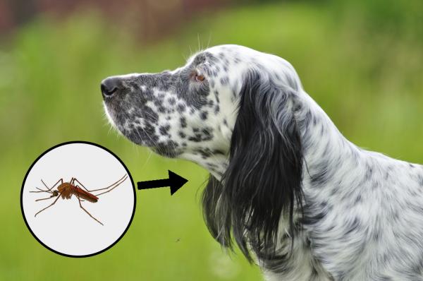 Sykdommer som mygg overforer til hunder