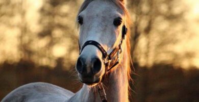 Tannabscesser i hester symptomer og behandling