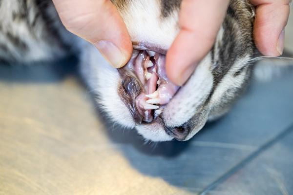 Tannproblemer hos katter