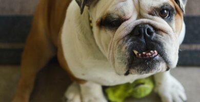 Tannrate hos hunder arsaker symptomer og behandling