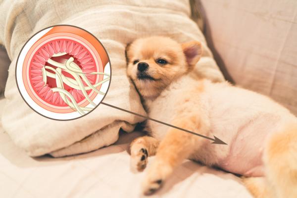 Tarmparasitter hos hunder symptomer og behandling