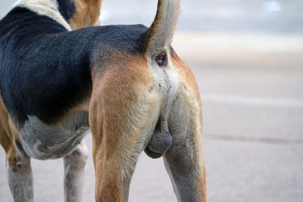 Testikulaer svulst hos hunder symptomer arsaker og behandling