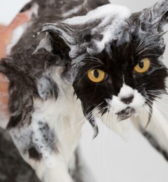 Tips for a bade en katt med lopper