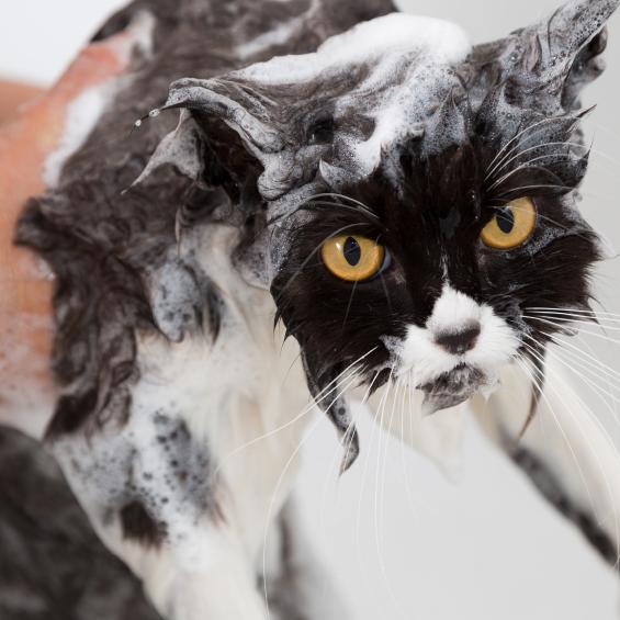 Tips for a bade en katt med lopper