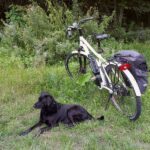 Tips for a ga hunden din pa en sykkel