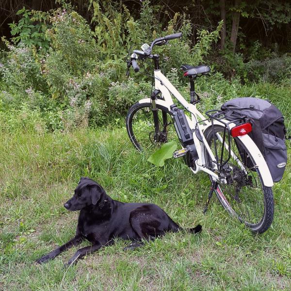 Tips for a ga hunden din pa en sykkel