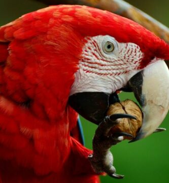 Tips for a laere papegoyen din a snakke