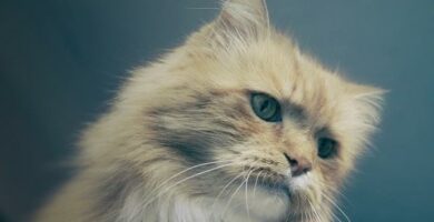 Tips for a styrke immunsystemet hos katter