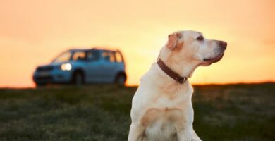 Tips til hunder som er redd for biler
