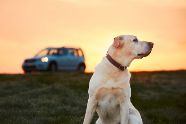 Tips til hunder som er redd for biler