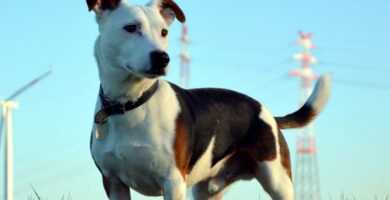 Toxoplasmose hos hunder symptomer og smitte