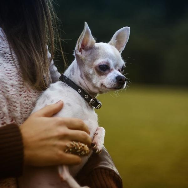 Trakealkollaps hos hunder symptomer og behandling