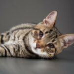 Tredje oyelokk hos katter arsaker og behandling