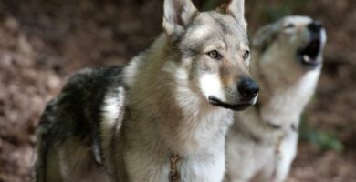 Trening av tsjekkoslovakisk ulvehund