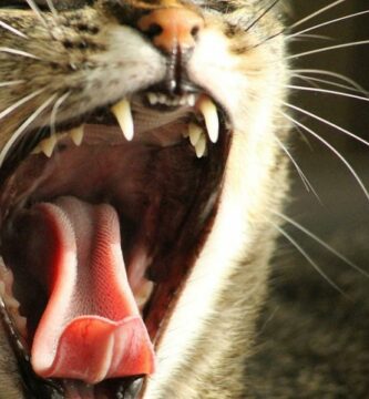 Trinnvis tannhygiene for katter