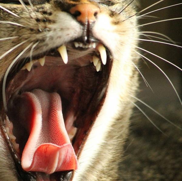 Trinnvis tannhygiene for katter