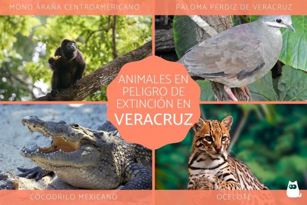 Truede dyr i Veracruz