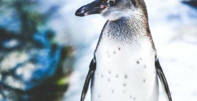 Truede pingviner