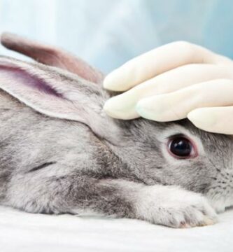 Tularemi hos kaniner symptomer og behandling