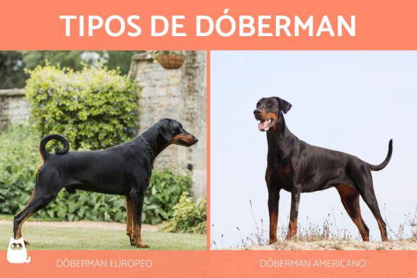 Typer Dobermans