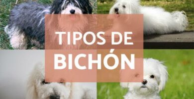 Typer bichon